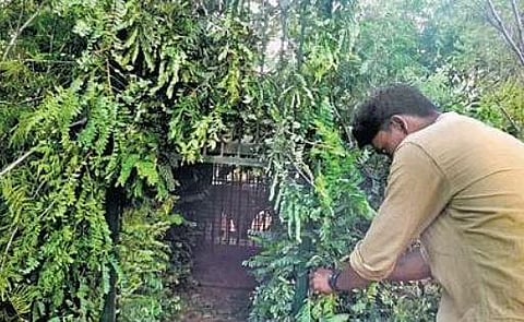 A forest department staffer prepares a cage to trap the leopard in Cauvery Wildlife Sanctuary | Express