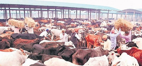 Delhi govt starts vaccination drive to curb spread of lumpy skin disease