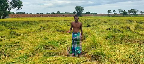 Rain-hit kuruvai paddy in a field at Puthu Kalvirayanpettai near Thanjavur| Express