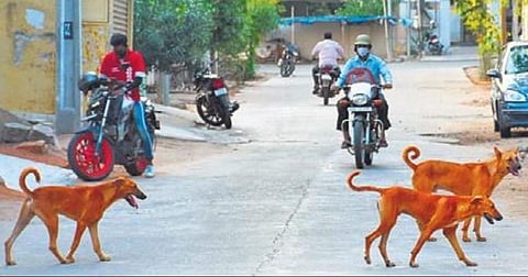 Pet lovers gatecrash seminar on stray dog menace, clash with organisers