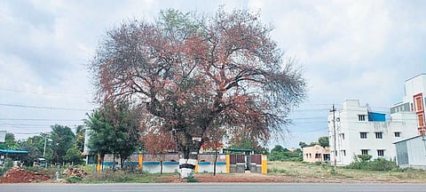According to activists, several old tress have died in the past one year and at least six of them were over a hundred years old | Express