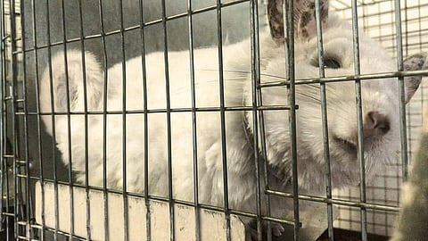 A chinchilla is seen inside a cage where it is bred for fur at an undisclosed location in Romania. (Photo | AP)