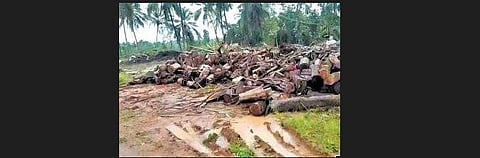 The timber stored by the gram panchayat member, Vadiraj Shetty
