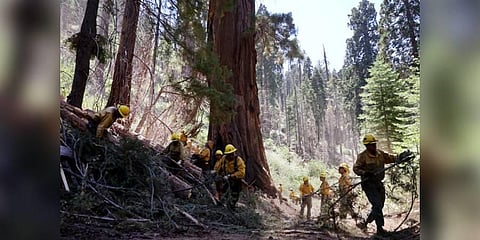 Sequoia National Forest OC Cobra Crew firefighters work to reduce fuels (vegetation), in an effort to decrease wildfire risk to giant sequoias. (Photo | AP)