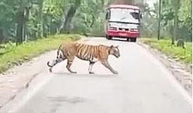A tiger spotted on the main road near Nittur village in south Kodagu