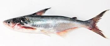 The new species ‘Icaria’ | Express