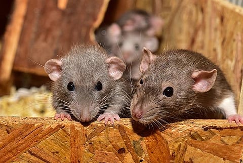 Rats nibble feet, toes of 17 medicos