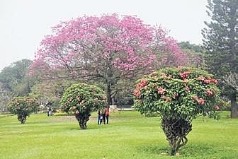 Karnataka: Scan codes to know more about trees in your neighbourhoods