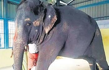 Elephant Jeymalyatha. (Photo | Express)