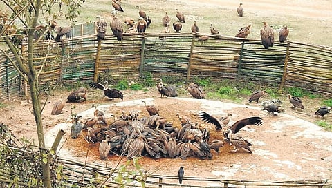 Vultures return in this Punjab village, thanks to an ‘eatery’
