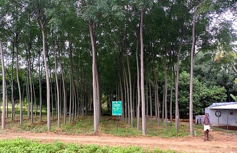Over 14 lakh saplings planted in Coimbatore forest division in 9 years