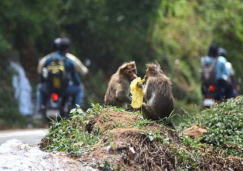 Bonnet macaques are eating plastic waste dumped along the Mettupalayam Kotagiri Ghat road in Tamil Nadu. 