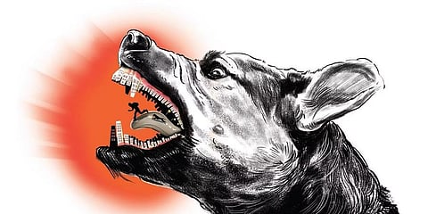 You stop reporting, we’ll deal with stray dogs: MP Pratap Simha