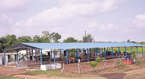 A successful dairy entry