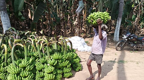 A farm worker stacking banana bunches near Tiruvaiyaru in Thanjavur