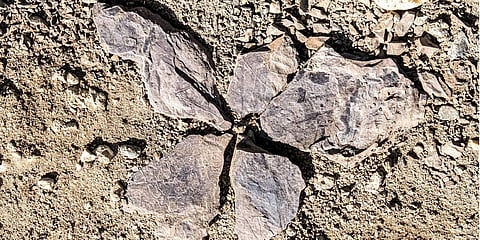 Handout picture released on January 11, 2023 by the Chilean Antarctic Institute (INACH) showing fossil remains found at the Cerro Guido, in the Las Chinas river valley in February 2020 | AFP