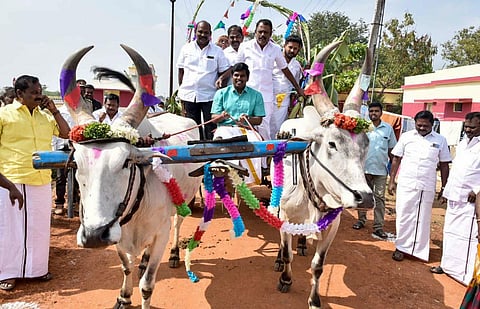 After two years since the pandemic, Tamil Nadu's most celebrated festival is back as natives gear up for this year's harvest.  Check out some of the vibrant pictures from Pongal 2023!