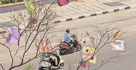 An image from Sankranti festival celebrations that left kites stuck in branches of trees, used for representational purposes. (File Photo | S Senbagapandiyan, EPS)