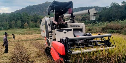 Traditional farmers hire rice harvesters at extravagant prices to save paddy crops.(Photo | Special arrangement)