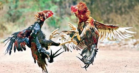 Though officials had warned of strict action, cockfights resumed openly.