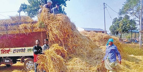 Stubble burning. (File Photo)