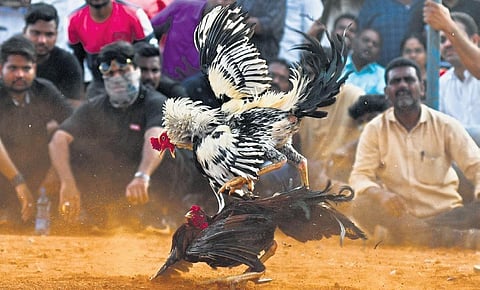A rooster fight being organised on the outskirts of Vijayawada on Saturday as part of Sankranti festivities I Prasant Madugula
