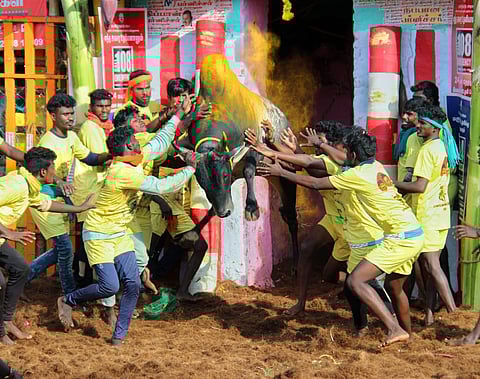 Bull tamers attempt to tame a bulls in the Jallikattu event held at Palamedu near Madurai, Jan. 16,2023. (Photo | KK Sundar, EPS)