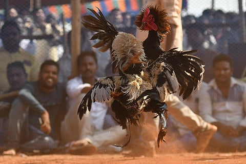Rooster fights organised at the outskirts of Vijayawada for Sankranti. (Photo | Prasant Madugula, EPS)
