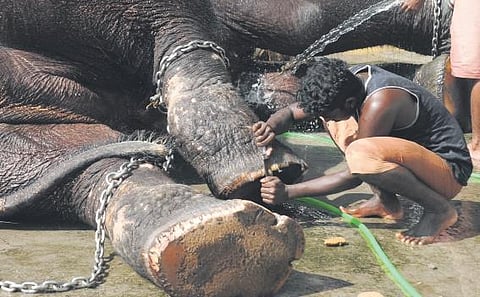 A mahout cleans the legs of an elephant during bathing after wrapping up the temple festival at Ernakulam siva temple