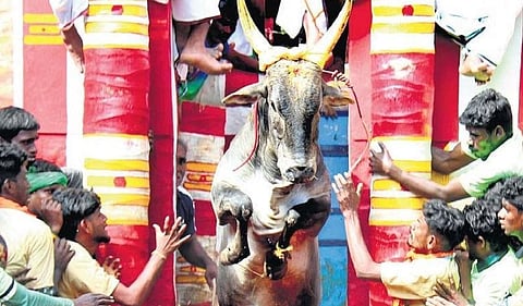 Bulls steal show at Alanganallur Jallikattu