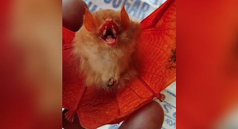 An Orange Bat was spotted in the Kanger Ghati National Park area in Chhattisgarh. (Photo | ANI)