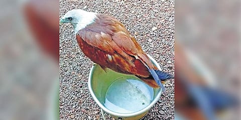 One of the eagles creating trouble for Chala villagers | Shaji Vettipuram