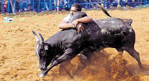 Vijay taming bulls at Avaniyapuram jallikkattu in Madurai on Sunday. He has been on a winning streak on the arena for the past three years | express