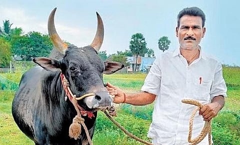 D Tamilselvan with one of his bulls in Pudukkottai | express