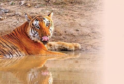 For representational purposes