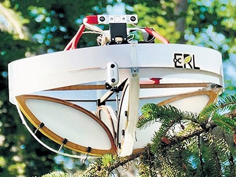 The specially-developed drone collects samples from tree branches. (Photo | ETH Zurich)