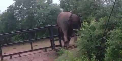 A tusker crossing the railway barricade near Nagarahole forest limits.(Photo | Special arrangement)