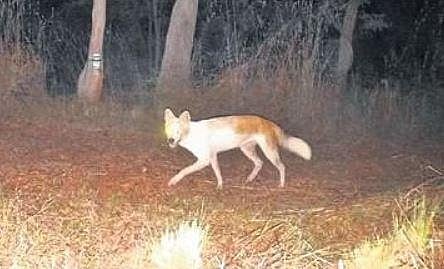 In rare sighting, albino dhole found in Cauvery Wildlife Sanctuary