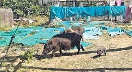 Pigs seen foraging in the open ground where blankets are laid out to dry, at Dharwad district hospital | Express
