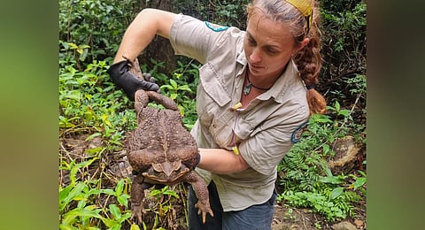 A park ranger holds a cane toad weighing 2.7 kilograms discovered in Conway National Park in Australia's state of Queensland. (Photo | AFP)
