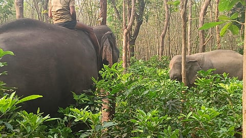 Kerala: Rogue elephant finally tranquilised in Palakkad