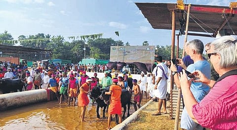 Foreigners watch Kambala in Mangaluru on Sunday | Express