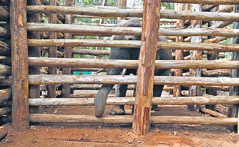 Kerala wild elephant PT 7 tranquillised, caged after 10-hour operation