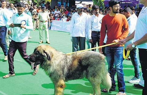The Caucasian shepherd, called Cadabom Hayder, was the cynosure of all eyes at the Ballari Utsav on Sunday | Express