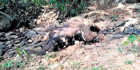 The decomposed elephant carcass in Talabandha wildlife range of Similipal | Express