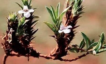 Tamil Nadu academics discover two new plant species