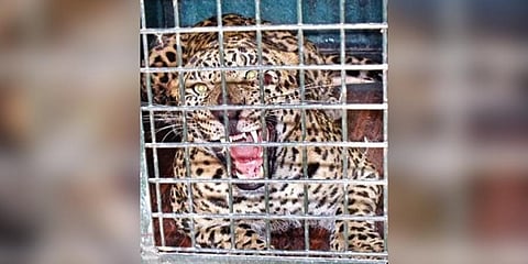 ​  The leopard, which has allegedly killed people in T Narasipura taluk, sits in a cage on Thursday | Udayashankar S  ​
