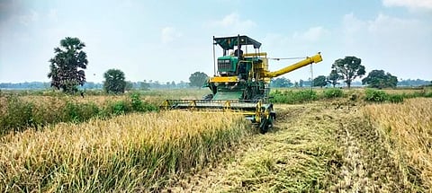Harvesting of Samba paddy on in a village in Thanjavur district. Express Photo