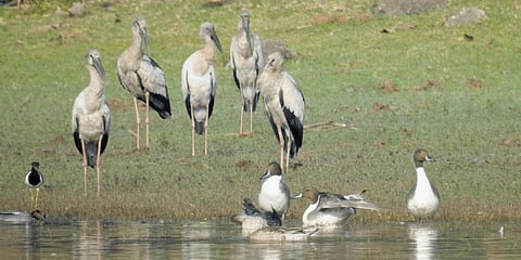 A flock of birds at the Kawal Tiger Reserve in Adilabad district