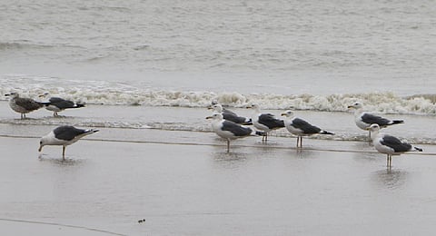 A flock of FHeuglin's Gulls resting at the seashore of Point Calimere in Tamil Nadu. (Photo | Antony Fernando)